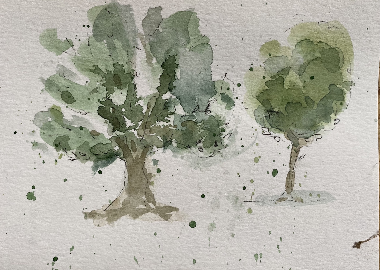 Großer Baum, Skizze von Ellen Hermes